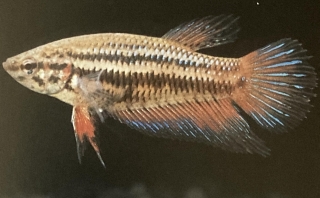 Betta splendens femelle ou combattant.